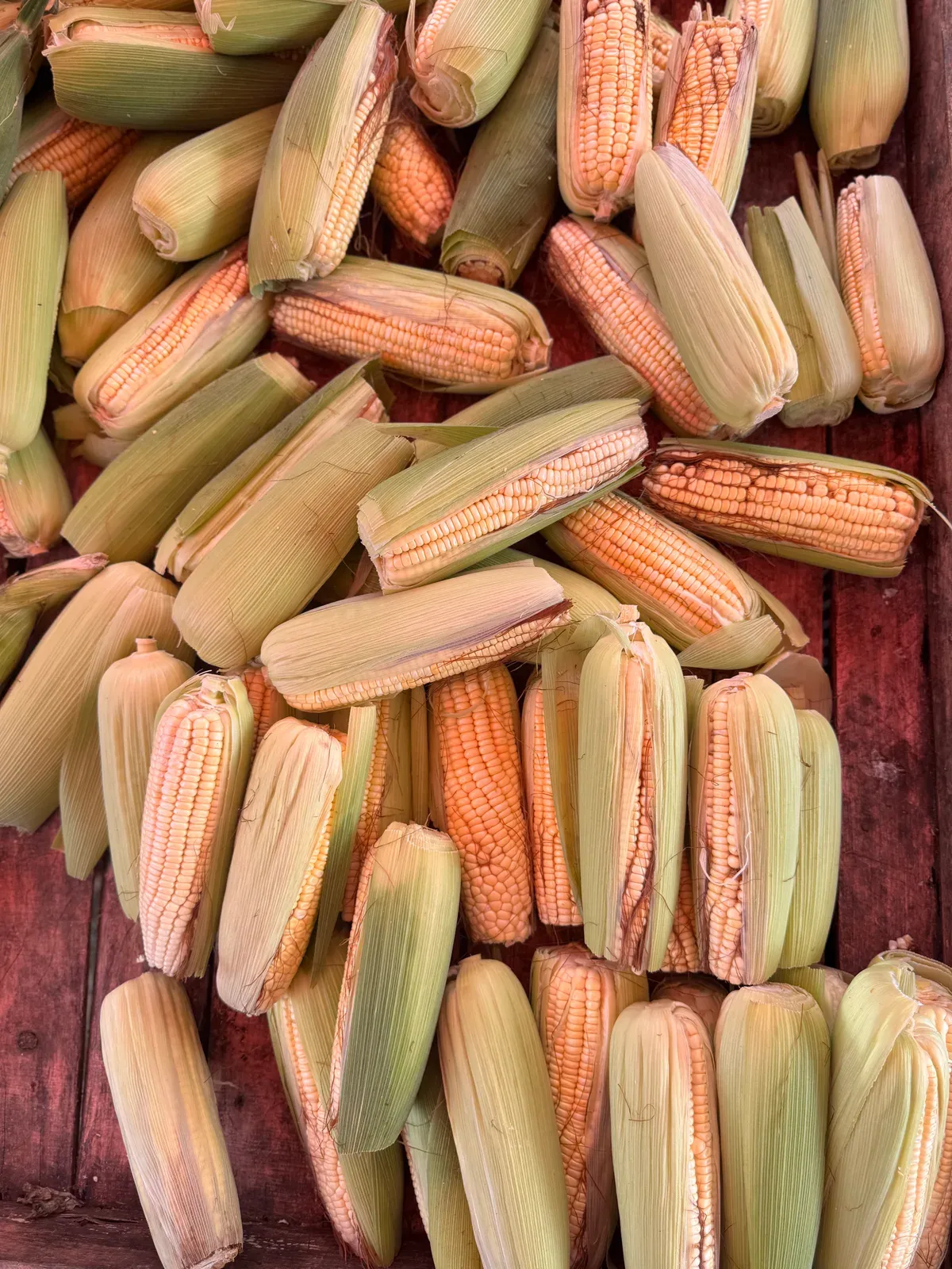 Fresh corn ready for the fire