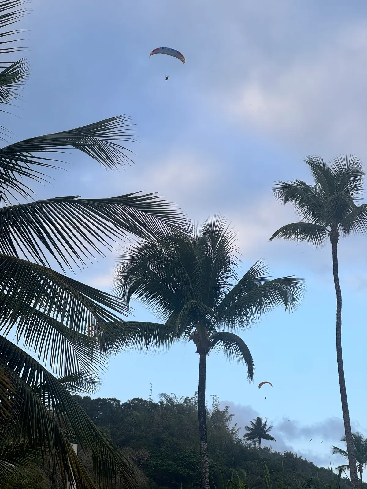 Palms against the sky
